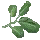 Palm Leaf Icon
