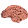 Pulsing Beetle Brain