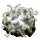 Versluierd Fungus