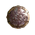 Lamna Felicis