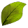 Fellowship Lumber Bundle: Yellow Elm