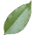 Cinquefoil