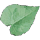 Methysticum