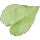 Angelica