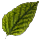 Fellowship Lumber Bundle: Light Green Alder