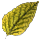 Fellowship Lumber Bundle: Yellow Alder