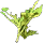 Goldenseal