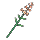 Anise