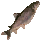 Koada Cichlid Icon
