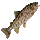 Rotten Fish