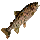 Sharptooth Caribe