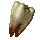 Armadillo Tooth