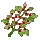 Elderberry